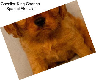 Cavalier King Charles Spaniel Akc Ula