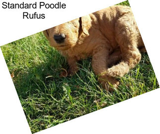 Standard Poodle Rufus