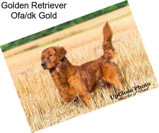 Golden Retriever Ofa/dk Gold