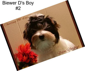 Biewer D\'s Boy #2