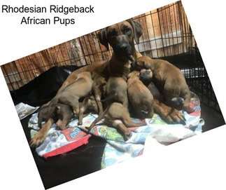 Rhodesian Ridgeback African Pups
