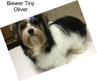 Biewer Tiny Oliver