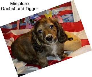 Miniature Dachshund Tigger