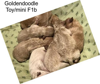 Goldendoodle Toy/mini F1b