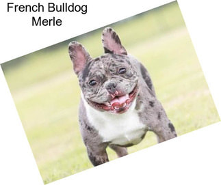 French Bulldog Merle