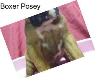 Boxer Posey