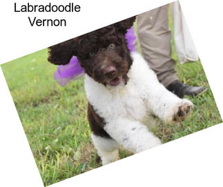 Labradoodle Vernon