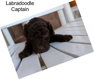 Labradoodle Captain