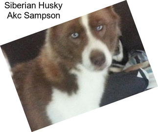 Siberian Husky Akc Sampson