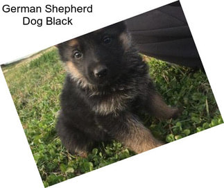 German Shepherd Dog Black