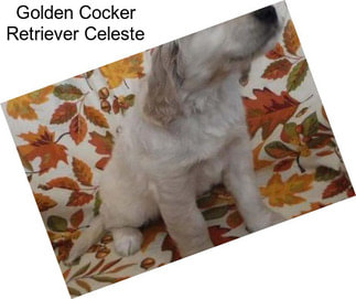 Golden Cocker Retriever Celeste