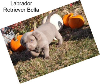 Labrador Retriever Bella