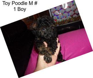 Toy Poodle M # 1 Boy