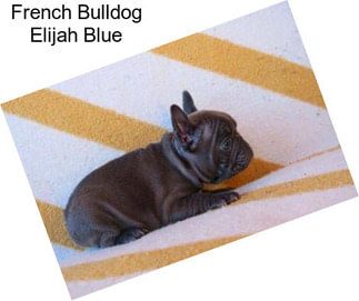 French Bulldog Elijah Blue