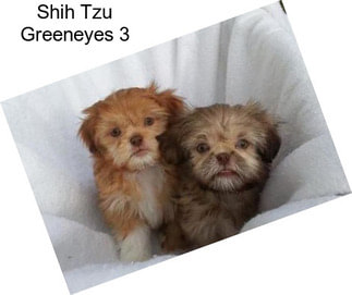 Shih Tzu Greeneyes 3