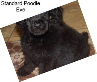 Standard Poodle Eve