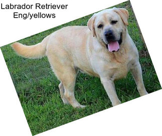 Labrador Retriever Eng/yellows