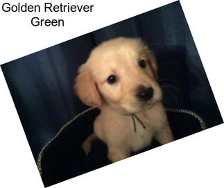 Golden Retriever Green