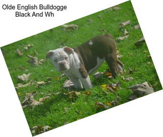 Olde English Bulldogge Black And Wh