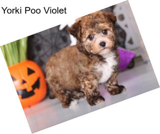 Yorki Poo Violet