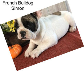 French Bulldog Simon