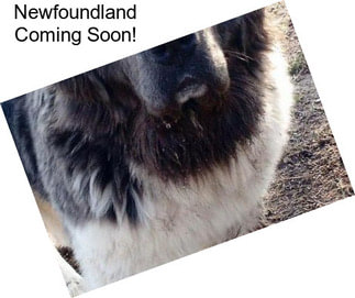 Newfoundland Coming Soon!