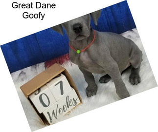 Great Dane Goofy