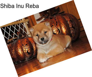 Shiba Inu Reba