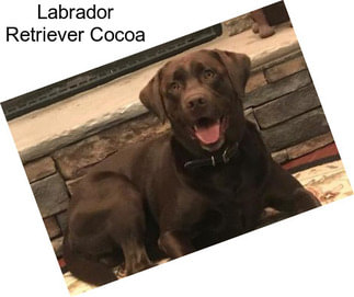 Labrador Retriever Cocoa