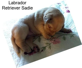 Labrador Retriever Sadie