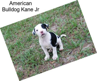 American Bulldog Kane Jr