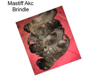 Mastiff Akc Brindle