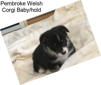 Pembroke Welsh Corgi Baby/hold