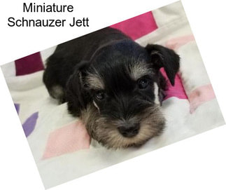 Miniature Schnauzer Jett