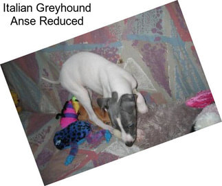 Italian Greyhound Anse Reduced