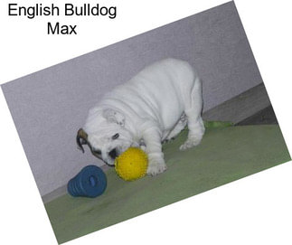 English Bulldog Max