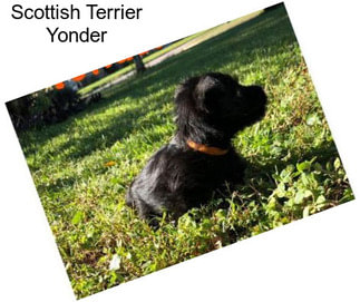 Scottish Terrier Yonder