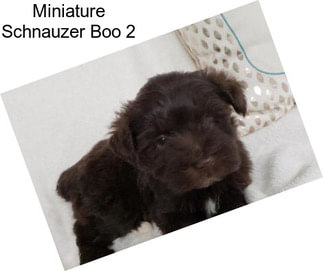 Miniature Schnauzer Boo 2