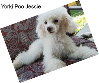 Yorki Poo Jessie