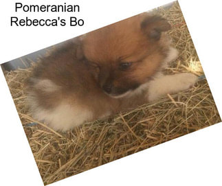 Pomeranian Rebecca\'s Bo
