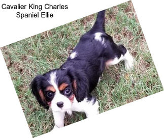 Cavalier King Charles Spaniel Ellie