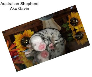 Australian Shepherd Akc Gavin