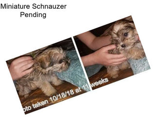 Miniature Schnauzer Pending