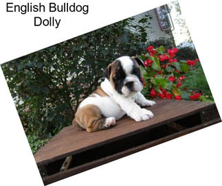 English Bulldog Dolly