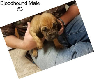 Bloodhound Male #3