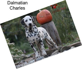 Dalmatian Charles