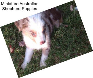 Miniature Australian Shepherd Puppies