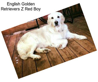 English Golden Retrievers Z Red Boy