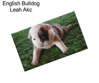 English Bulldog Leah Akc