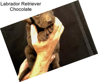 Labrador Retriever Chocolate